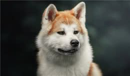 秋田犬：一只不是谁都养的起的狗狗