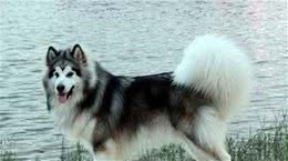 想养阿拉斯加犬？它有这几个缺点，别被蒙在鼓里了