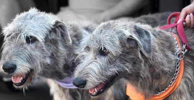 这6种巨型犬，外表威猛内心温柔，看完你想养吗？