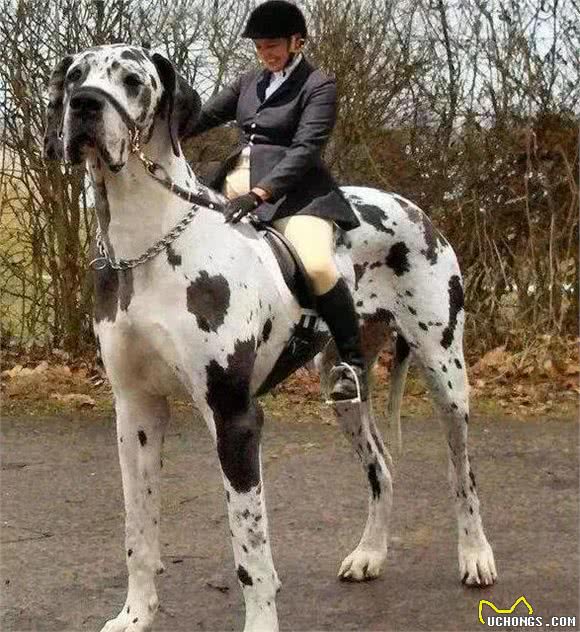 这6种巨型犬，外表威猛内心温柔，看完你想养吗？