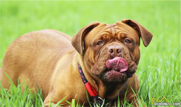 这6种巨型犬，外表威猛内心温柔，看完你想养吗？