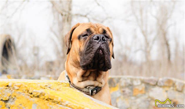 这6种巨型犬，外表威猛内心温柔，看完你想养吗？