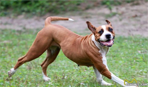 这6种巨型犬，外表威猛内心温柔，看完你想养吗？