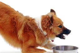 狗狗为什么会护食，是小气还是天性使然？关于护食的真相你要明白