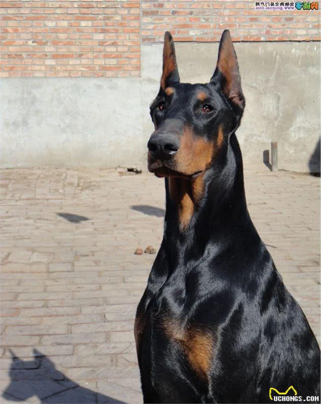 可以和杜宾犬媲美的“拳师犬”友善而温顺