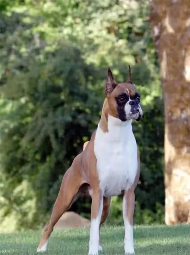 可以和杜宾犬媲美的“拳师犬”友善而温顺