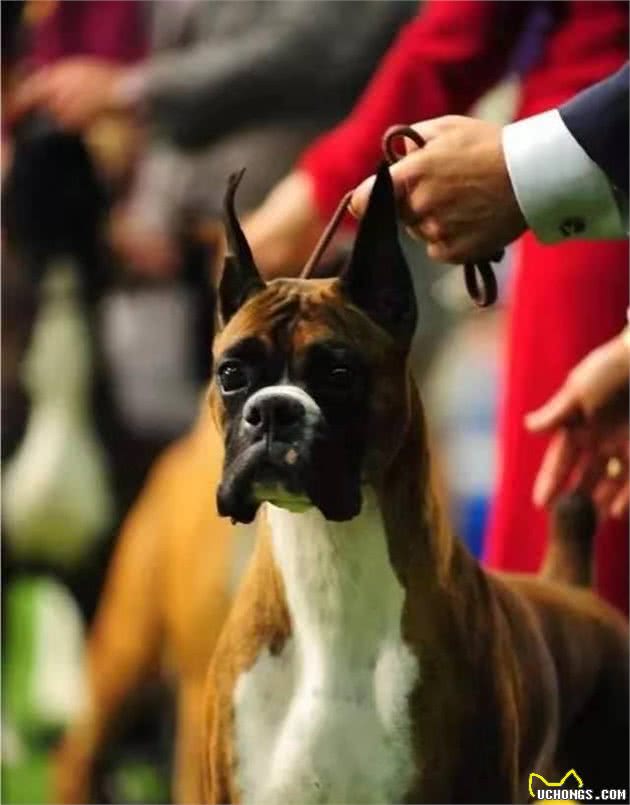 可以和杜宾犬媲美的“拳师犬”友善而温顺