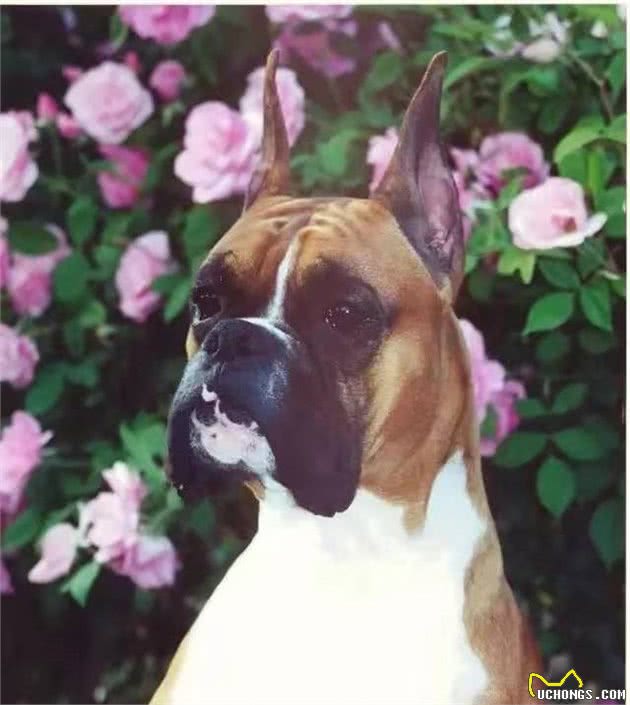 可以和杜宾犬媲美的“拳师犬”友善而温顺