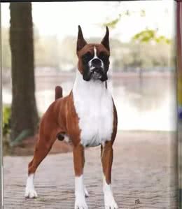 可以和杜宾犬媲美的“拳师犬”友善而温顺