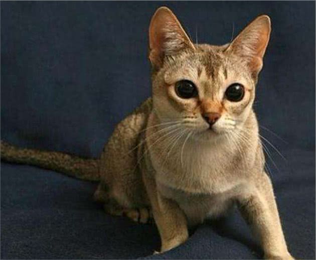 教你选猫系列，猫咪品种介绍及品相判断（14）—新加坡猫