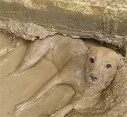 一群狗狗犯二的画面