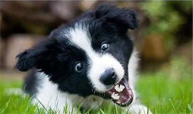 聪明的边境牧羊犬，想要成为它的铲屎官，你真的了解他吗？