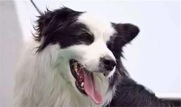 聪明的边境牧羊犬，想要成为它的铲屎官，你真的了解他吗？