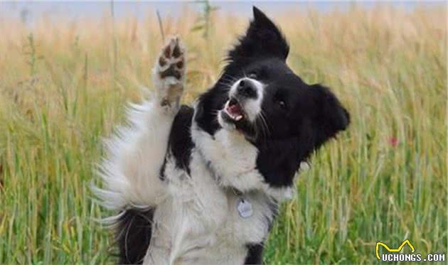 聪明的边境牧羊犬，想要成为它的铲屎官，你真的了解他吗？