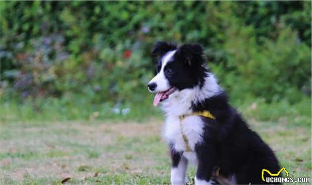 聪明的边境牧羊犬，想要成为它的铲屎官，你真的了解他吗？