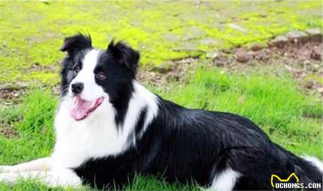 聪明的边境牧羊犬，想要成为它的铲屎官，你真的了解他吗？
