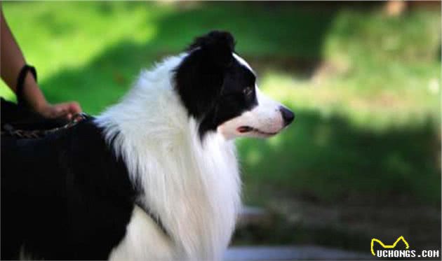 聪明的边境牧羊犬，想要成为它的铲屎官，你真的了解他吗？