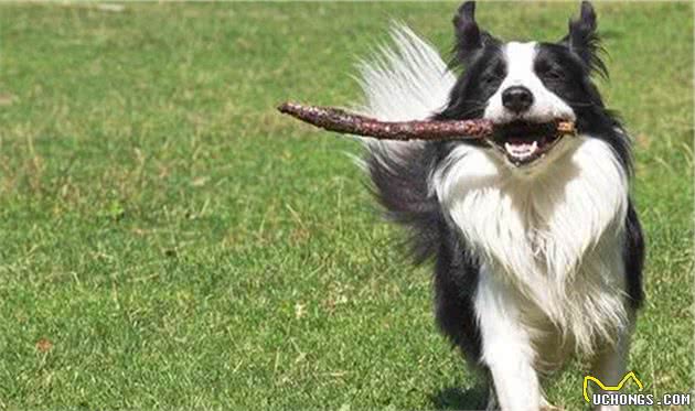 聪明的边境牧羊犬，想要成为它的铲屎官，你真的了解他吗？