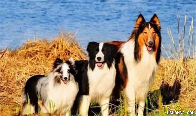聪明的边境牧羊犬，想要成为它的铲屎官，你真的了解他吗？