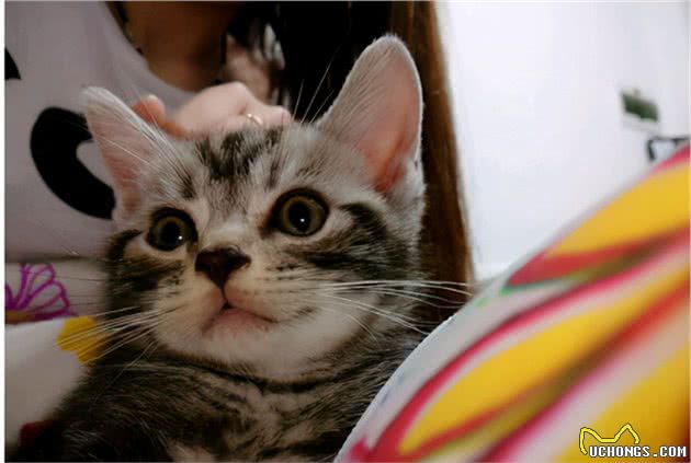 美国短毛猫有这7种表现，说明肚子里“有虫”，宠主要多关注