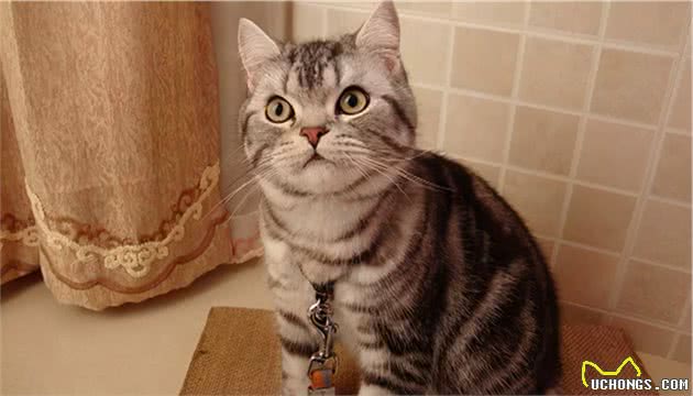 美国短毛猫有这7种表现，说明肚子里“有虫”，宠主要多关注