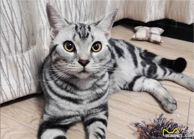 美国短毛猫有这7种表现，说明肚子里“有虫”，宠主要多关注