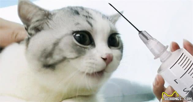 美国短毛猫有这7种表现，说明肚子里“有虫”，宠主要多关注
