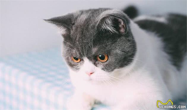 换牙期的猫咪应该注意什么？