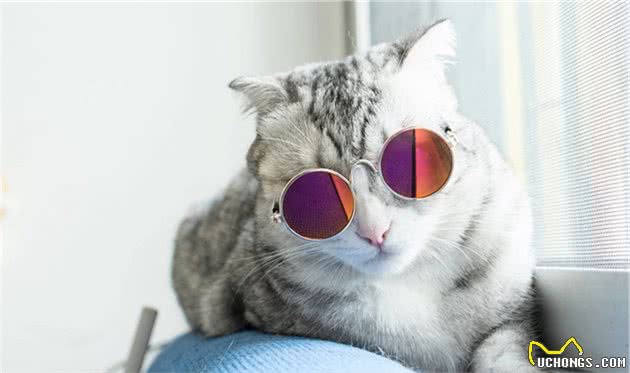 换牙期的猫咪应该注意什么？