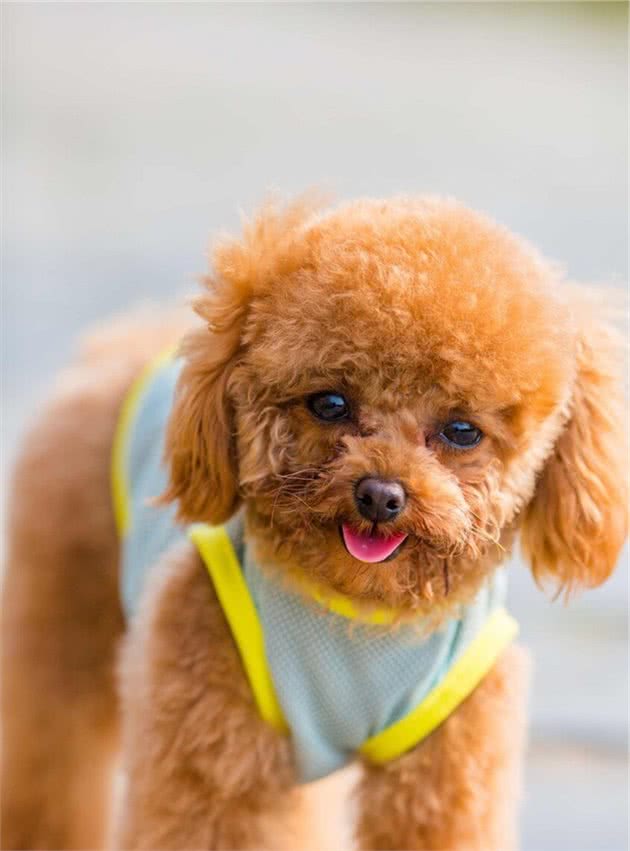 简单7步，教你鉴别泰迪犬纯不纯