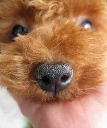 简单7步，教你鉴别泰迪犬纯不纯