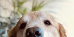 狗狗眼有黄脓状眼屎