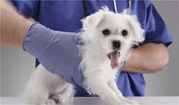 宠物犬牙齿疾病的防治对策铲屎官们你们知道吗？