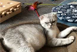 银点猫品相怎么样，银渐层重点色，有多色