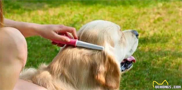 给狗狗“驱虫”时，这5大禁忌不能犯