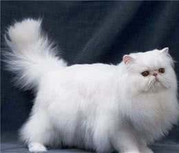 曾经很火的“波斯猫”，为什么现在没人养了？网友：都是骗人的