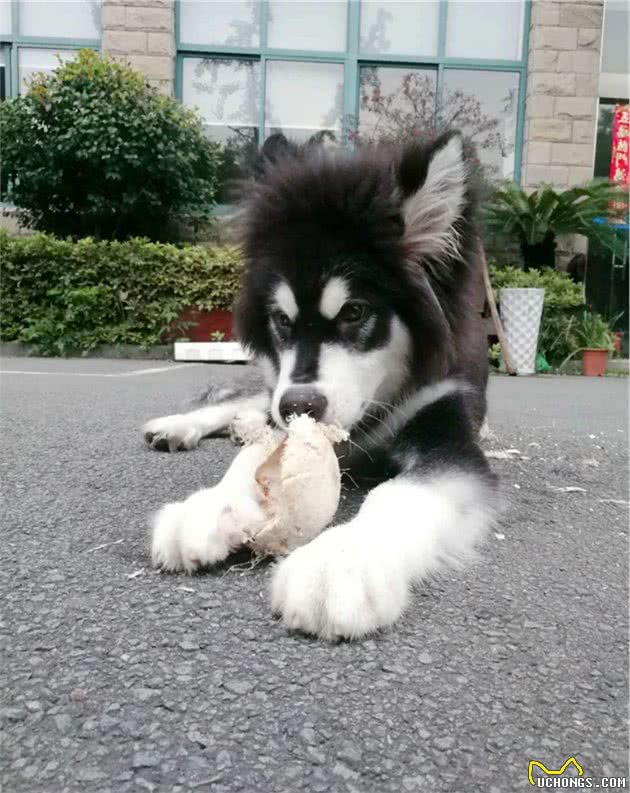 敏感季节，狗狗拉肚子拉不停，怎么办？