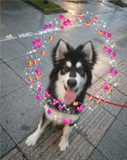 敏感季节，狗狗拉肚子拉不停，怎么办？