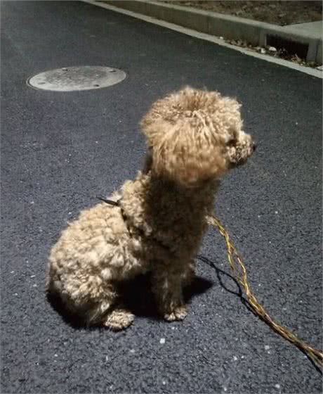 泰迪犬这么聪明，为什么还会容易走丢？背后原因有5点