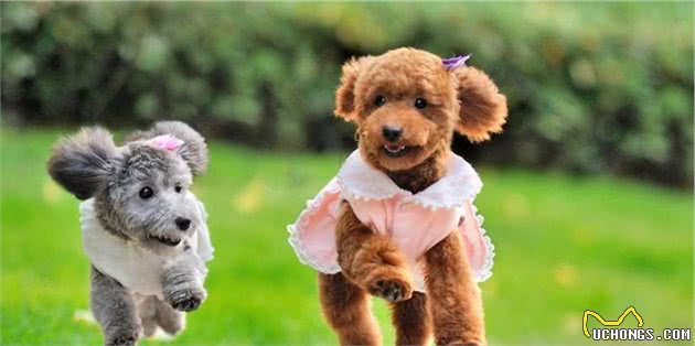 泰迪犬这么聪明，为什么还会容易走丢？背后原因有5点