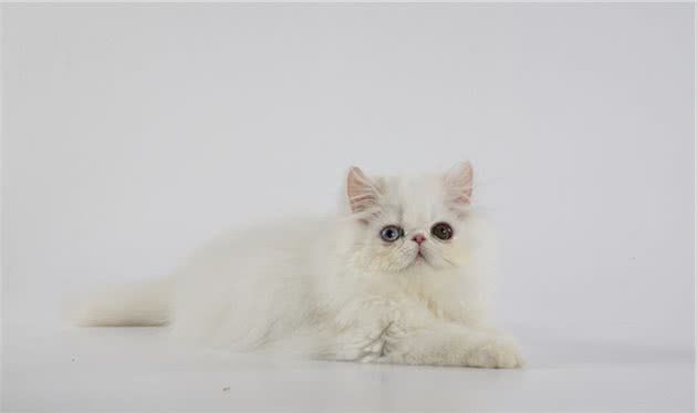 猫咪怎么清除眼屎