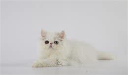 猫咪怎么清除眼屎
