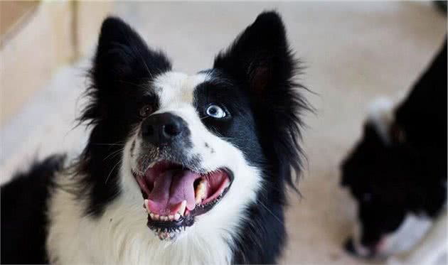 盘点最“难训练”的5种狗狗，连训犬师看到都要加钱