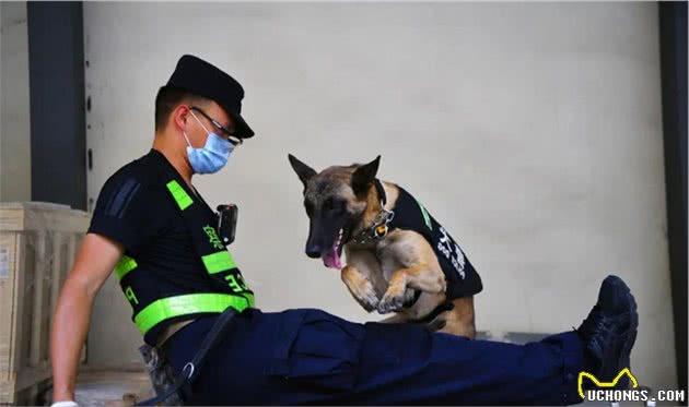 犬亦有情鹰击长空