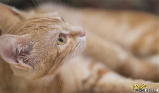 猫咪身上常见的寄生虫有哪些？如何正确驱虫？铲屎官别再做无用功