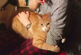猫咪身上常见的寄生虫有哪些？如何正确驱虫？铲屎官别再做无用功