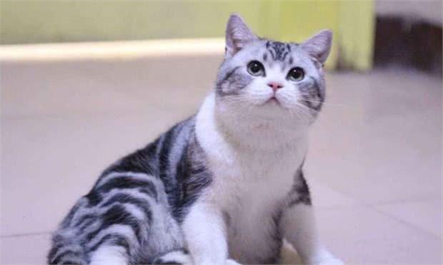 养猫怎么选十种比较受欢迎的猫咪