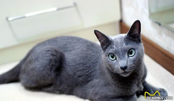 养猫怎么选十种比较受欢迎的猫咪
