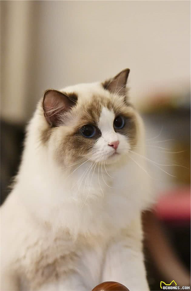 养猫怎么选十种比较受欢迎的猫咪