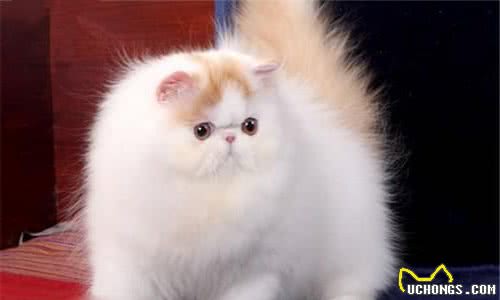 养猫怎么选十种比较受欢迎的猫咪